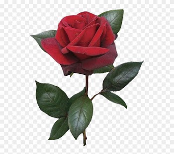 Red Rose Clipart Real - Red Rose With Stem