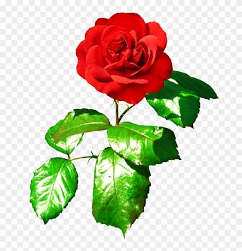 Red Rose Clipart Rose Leaf - Rose Photo With Leaves
