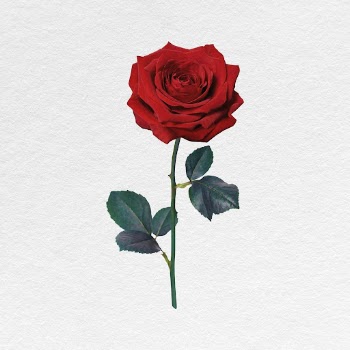 Red rose clipart, Valentine's flower | Free Photo - rawpixel