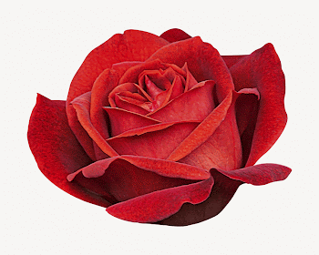 Red rose collage element  | Free PSD - rawpixel