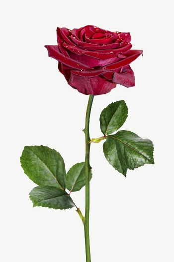 Red rose  collage element | Free PSD - rawpixel