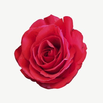 Red rose collage element, isolated | Free PSD - rawpixel