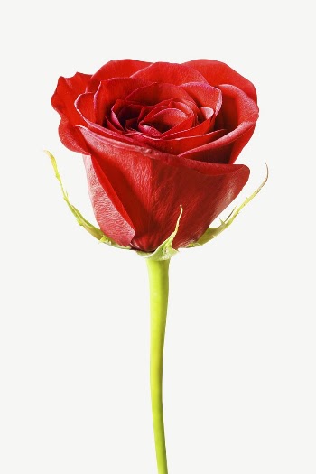 Red rose collage element, isolated | Free PSD - rawpixel