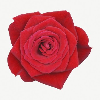  Red rose  collage | Free PSD - rawpixel