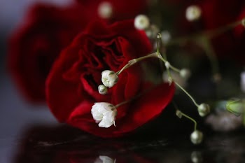Red Rose Flower and White Baby's-breath Flower