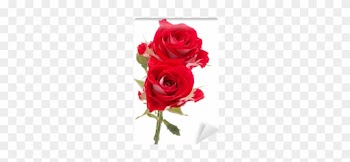 Red Rose Flower Bouquet Isolated On White Background - Rose