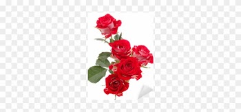 Red Rose Flower Bouquet Isolated On White Background - Rose Rosse Sfondo Bianco