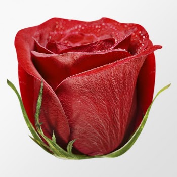 Red rose, flower clipart psd | Free PSD - rawpixel