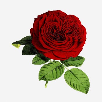 Red rose flower clipart, vintage | Free Photo - rawpixel