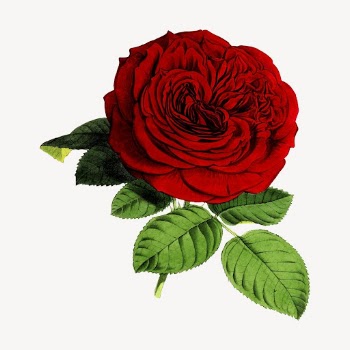 Red rose flower clipart, vintage | Free Vector - rawpixel