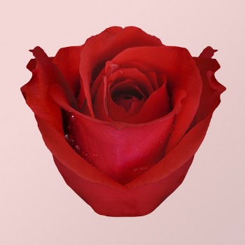 Red rose, flower collage element | Free PSD - rawpixel