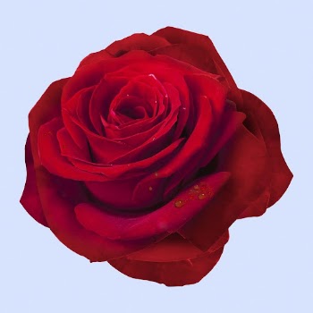 Red rose, flower collage element | Free PSD - rawpixel