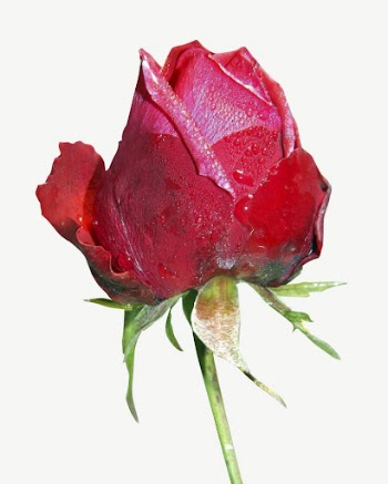 Red rose flower collage element | Free PSD - rawpixel