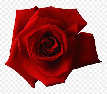 Red Rose Flower Free Png Transparent Images Free - Red And White Rose Png