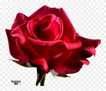 Red Rose Flower Free Png Transparent Images Free - Rose