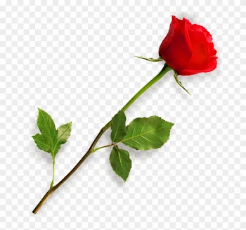 Red Rose Flower Free Png Transparent Images Free - Rose Png