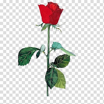 Red rose flower, Garden roses Centifolia roses Beach rose Flower, Hand-painted red roses transparent background PNG clipart