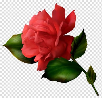 Red rose flower illustration, Snow White Garden roses Centifolia roses Beach rose Flower, Fairy tale flower transparent background PNG clipart