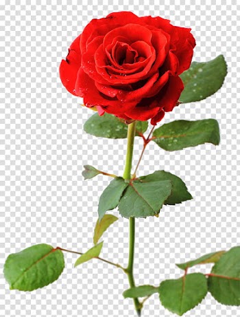 Red rose flower in close-up transparent background PNG clipart