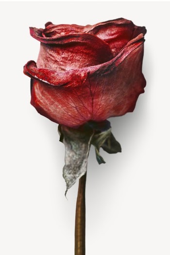 Red rose flower isolated image | Free PSD - rawpixel