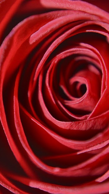 Red rose flower mobile wallpaper, | Free Photo - rawpixel