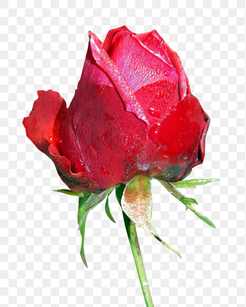 Red rose flower png sticker, | Free PNG - rawpixel