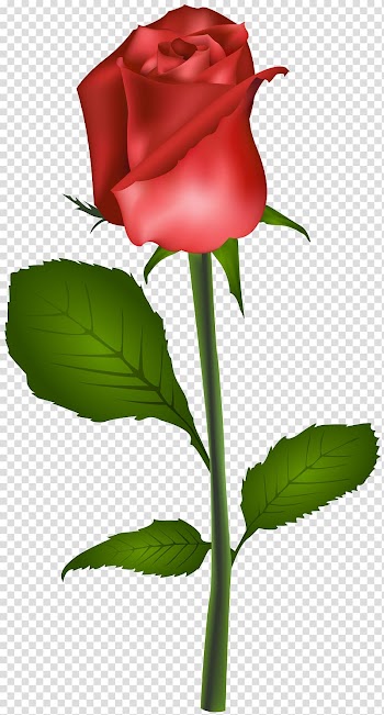 Red rose flower , Rose Flower Red , Red Rose transparent background PNG clipart