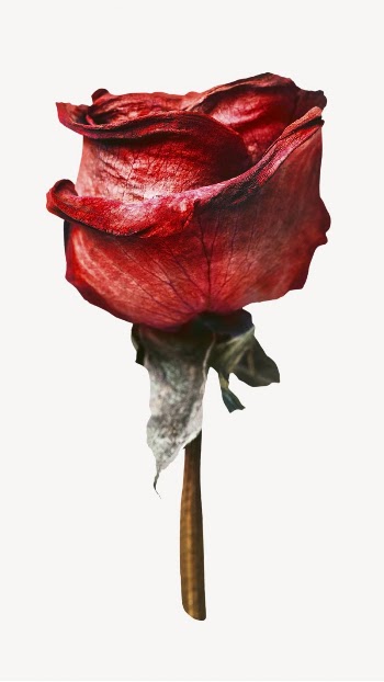 Red rose flower sticker, Valentine's | Free PSD - rawpixel