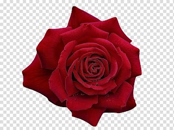 , red rose flower transparent background PNG clipart