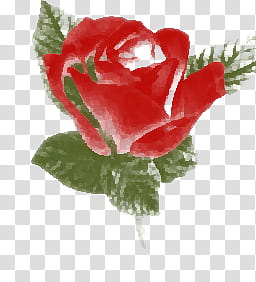 Red rose flower transparent background PNG clipart