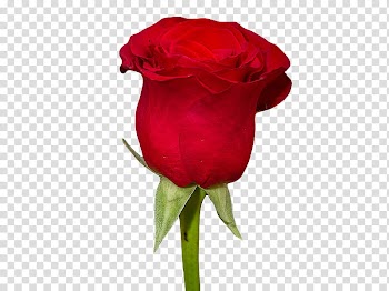 , red rose flower transparent background PNG clipart