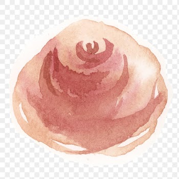 Red rose flower transparent png watercolor sticker