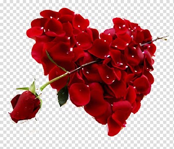 Red rose flower with petals , Heart Rose Red Valentines Day Petal, Rose petals and red roses HD transparent background PNG clipart