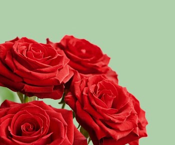 Red Rose Flowers
