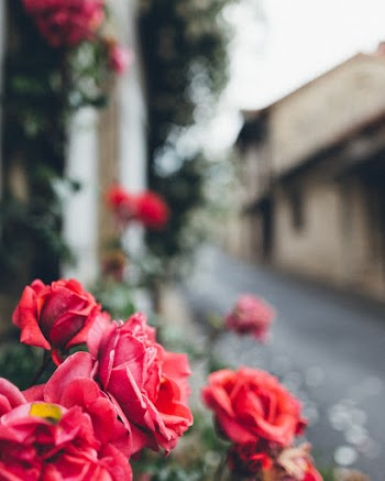 Red Rose Flowers