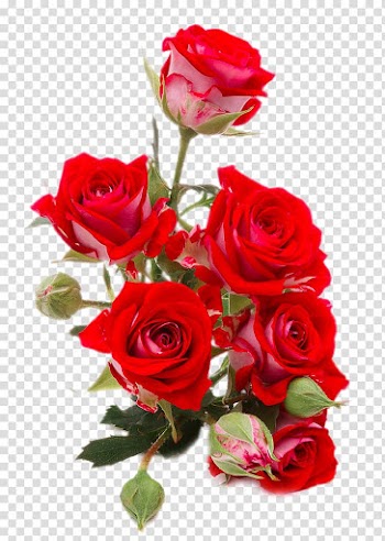 Red Rose flowers, Flower bouquet Rose Red , Bright red roses close-up transparent background PNG clipart