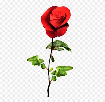 Red Rose For A Valentine Greeting - Rose