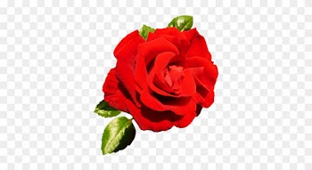 Red Rose For Valentine's Day - Valentine Single Roses Png