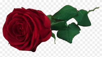 Red Rose Free Png By Miloshjevremovic - Real Flower Png Roses