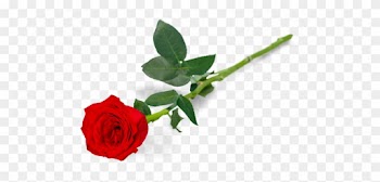 Red Rose - Garden Roses