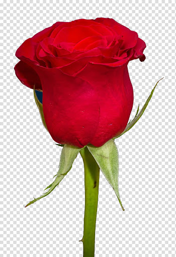 Red rose , Garden roses Centifolia roses, Rose transparent background PNG clipart