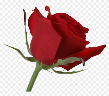 Red Rose Gifs White Background