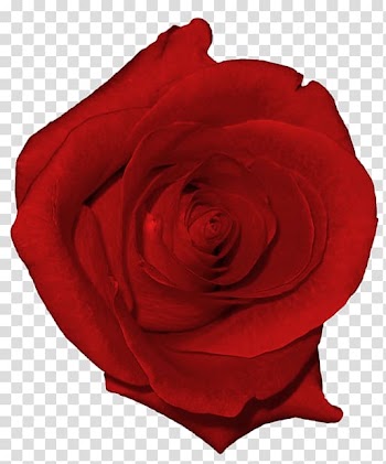 Red rose illustration, Beach rose Garden roses Flower , Real Red Rose transparent background PNG clipart
