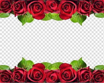 Red rose illustration border, Rose Flower , Rose background transparent background PNG clipart