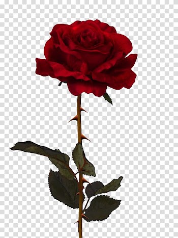 Red rose illustration, Cut flowers Centifolia roses Garden roses Rosa chinensis, thorns transparent background PNG clipart