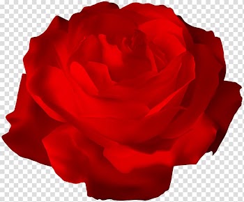 Red rose illustration, Garden roses Centifolia roses Floribunda Petal Red, Red Rose transparent background PNG clipart
