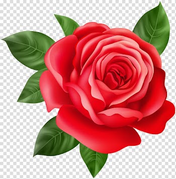 Red rose illustration, Purple Rose Home Purple Rose Home Red, Red Rose transparent background PNG clipart