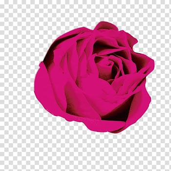 Red rose illustration, Rose Flower , Rose transparent background PNG clipart