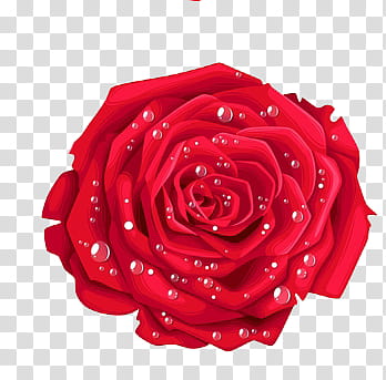Red rose illustration transparent background PNG clipart