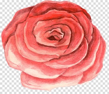 Red rose illustration, Watercolour Flowers Watercolor painting Drawing , Watercolor flowers transparent background PNG clipart